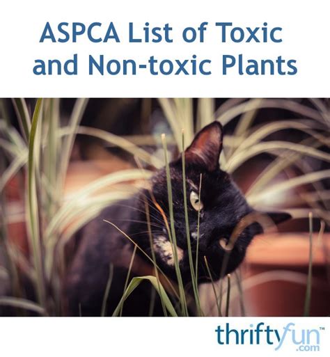 aspca plant toxicity.